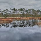 Wasserfläche im Niedermoor umgeben von Gagelbüschen