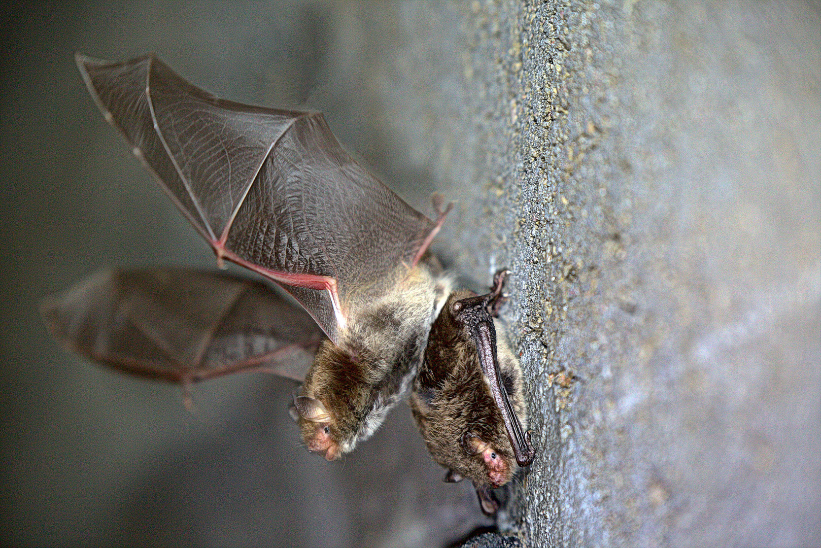 Wasserfledermäuse im Winterquartier  - Myotis daubentonii