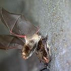 Wasserfledermäuse im Winterquartier  - Myotis daubentonii