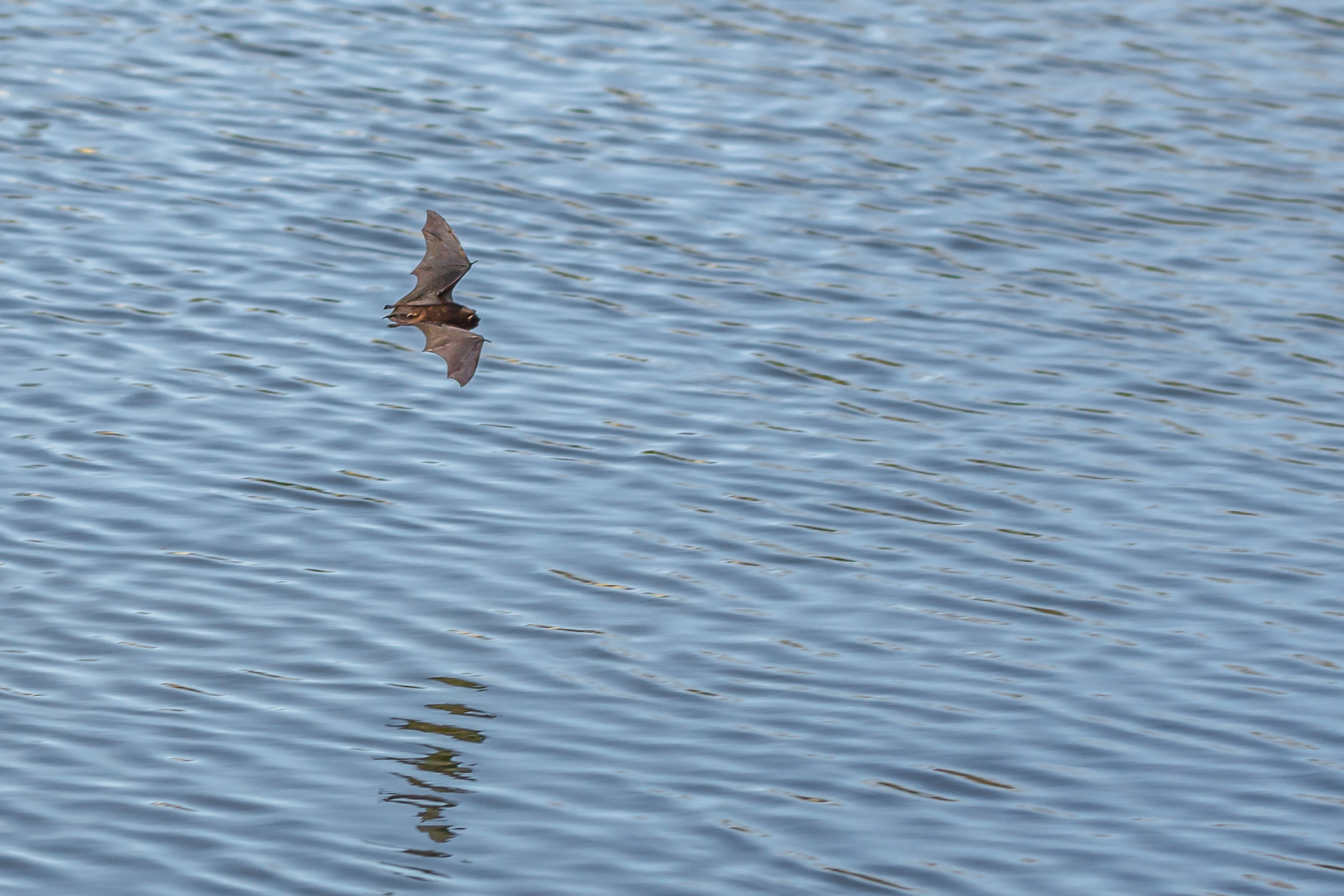 Wasserfledermaus 