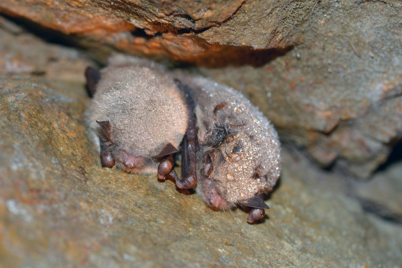 Wasserfledermaus