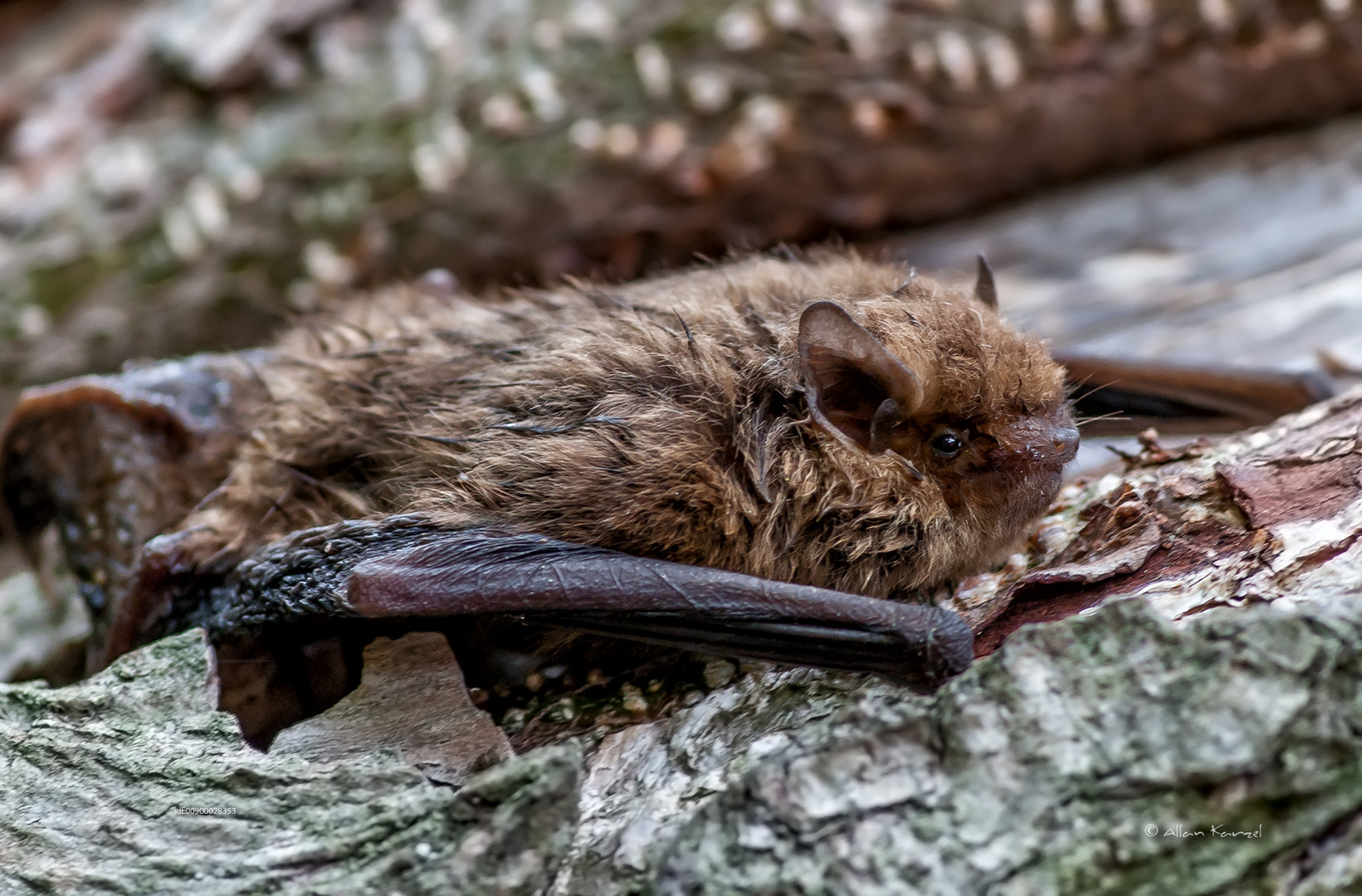 Wasserfledermaus