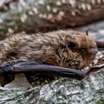 Wasserfledermaus