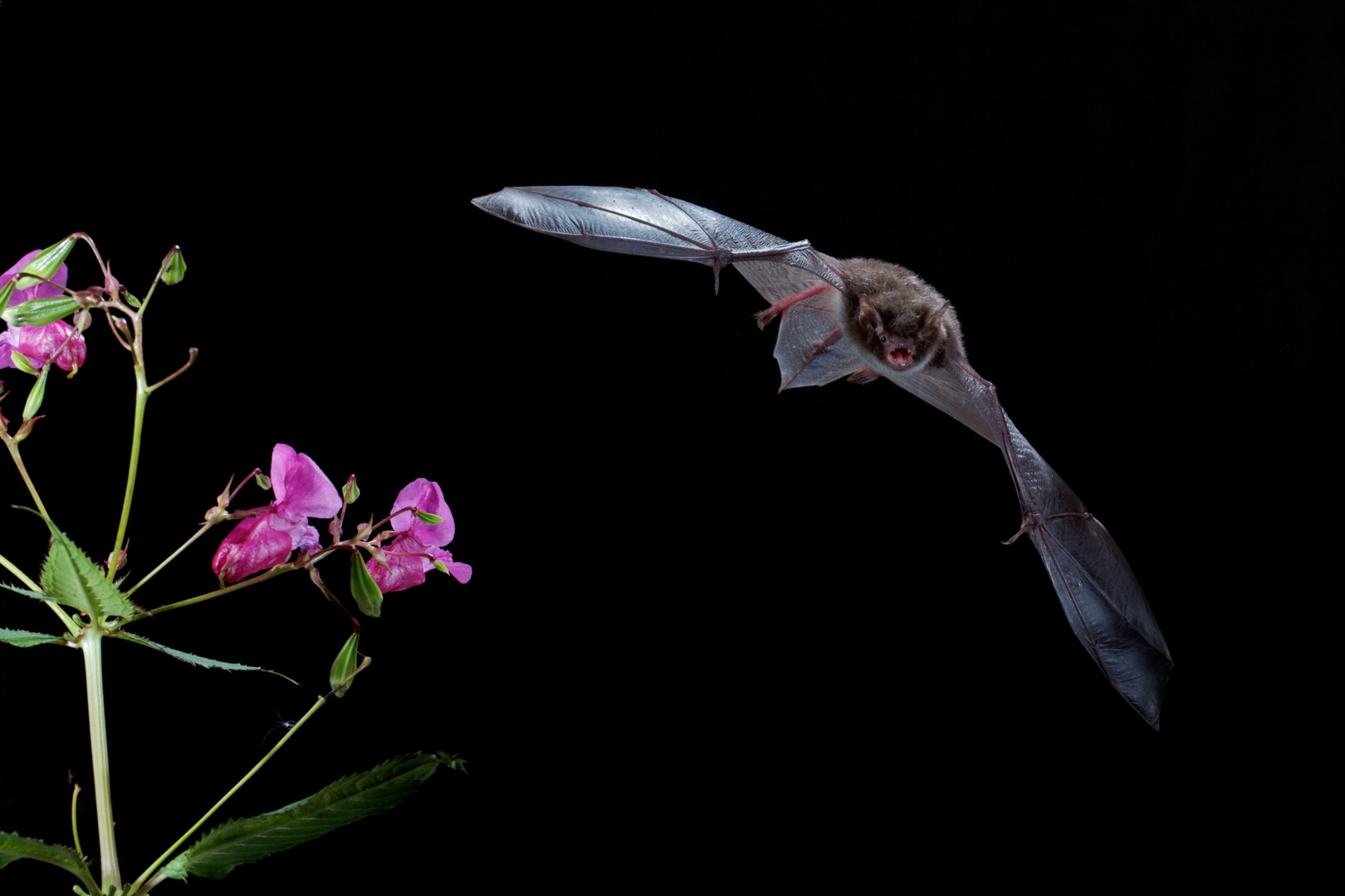 Wasserfledermaus mit Drüsigem Springkraut