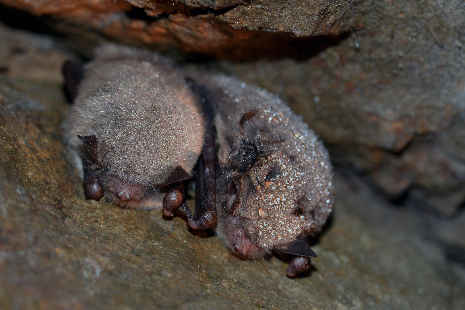 Wasserfledermaus-Myotis daubentonii