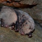 Wasserfledermaus-Myotis daubentonii