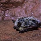  Wasserfledermaus (Myotis daubentonii) (3 von 20)