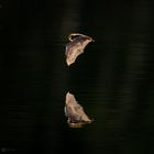 Wasserfledermaus (Myotis daubentonii)