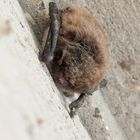 Wasserfledermaus (Myotis daubentonii)