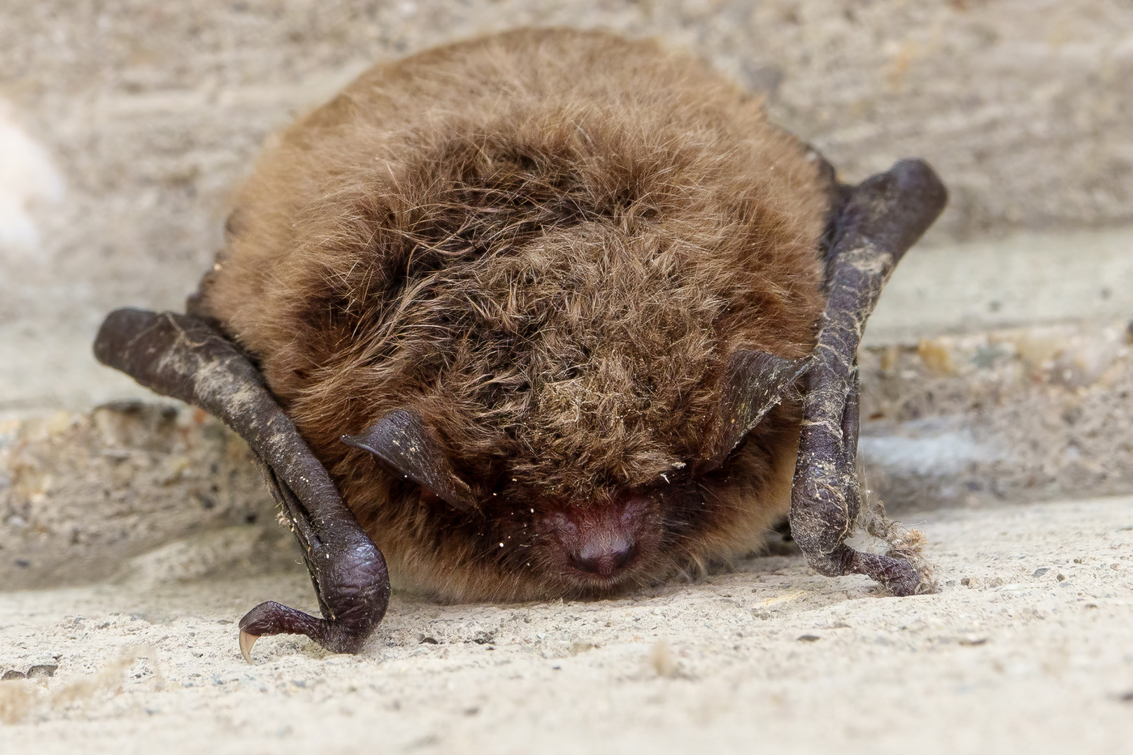 Wasserfledermaus (Myotis daubentonii)