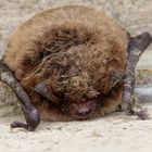 Wasserfledermaus (Myotis daubentonii)