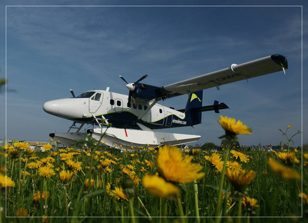 Wasserflieger im Blumenmeer