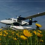 Wasserflieger im Blumenmeer