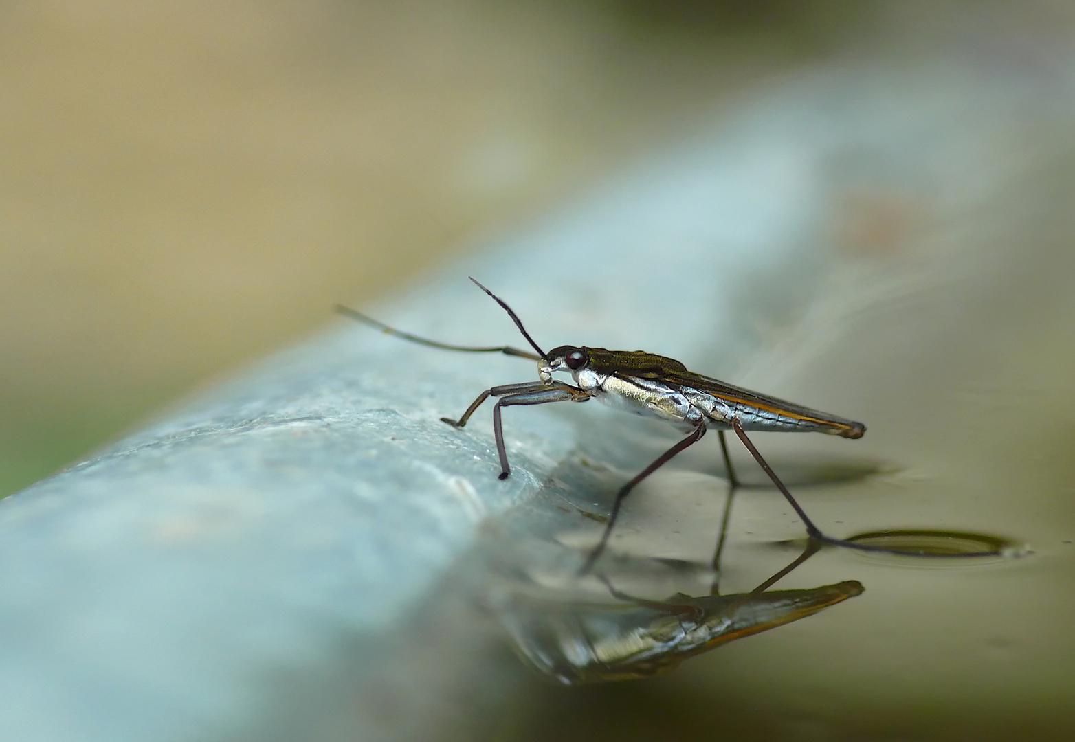 Wasserflüchter