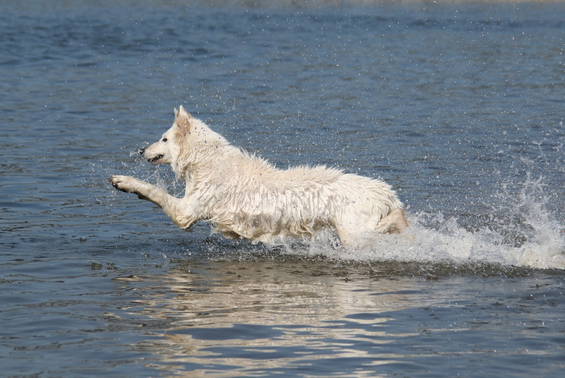 Wasserflughund Dahra
