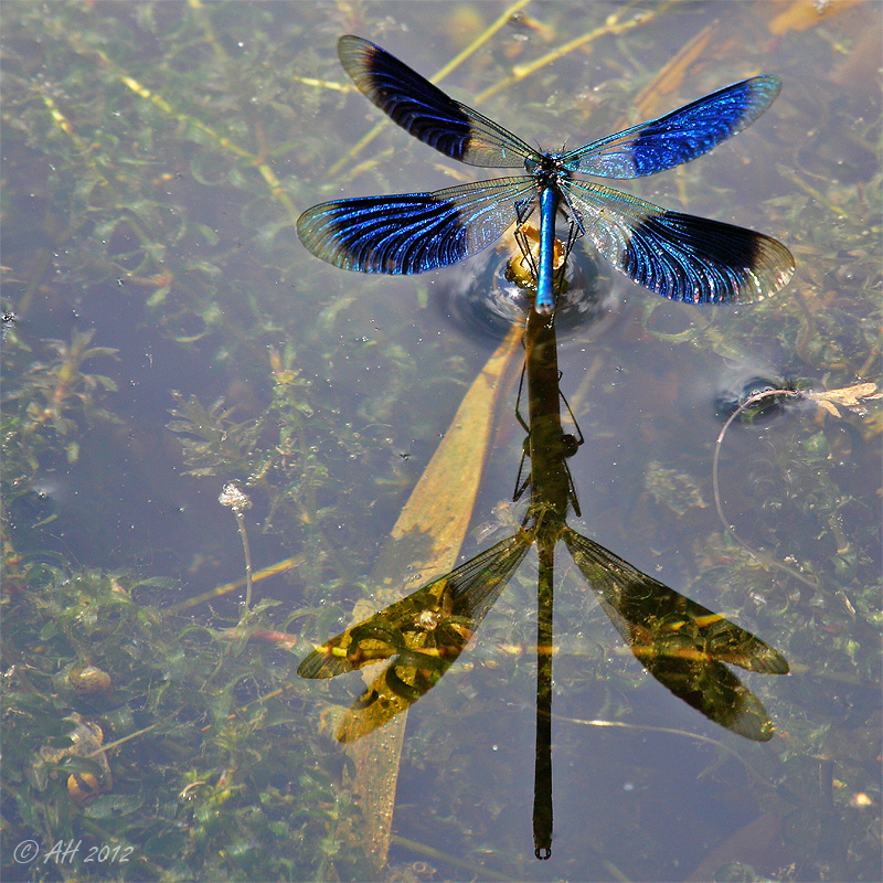 Wasserflugzeug