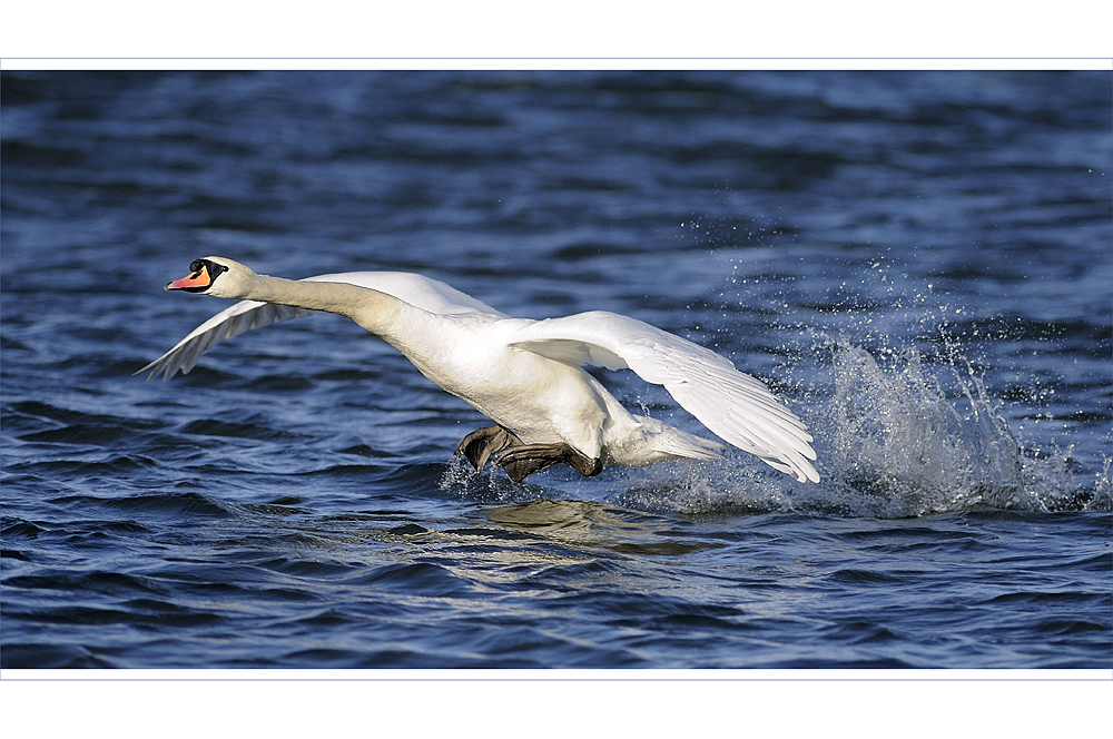 Wasserflugzeug