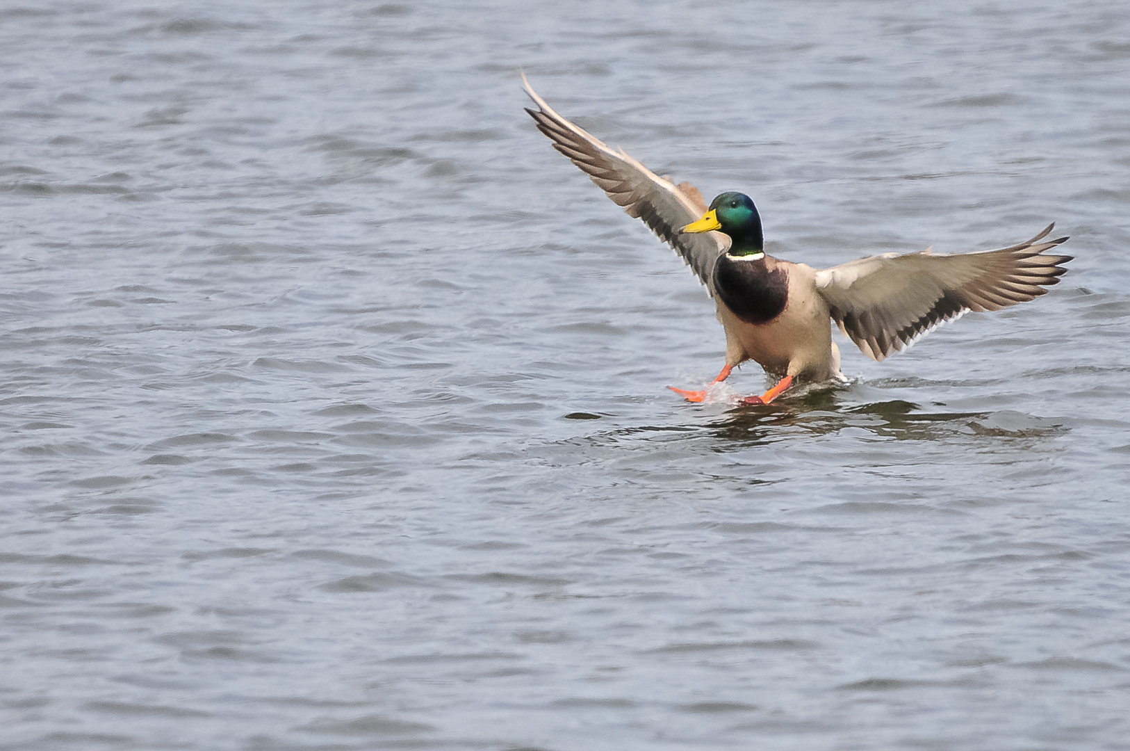 Wasserflugzeug im Anmarsch