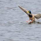 Wasserflugzeug im Anmarsch