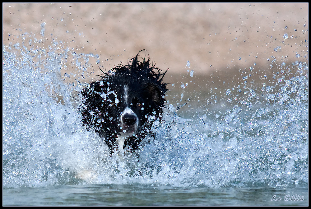 Wasserfreude