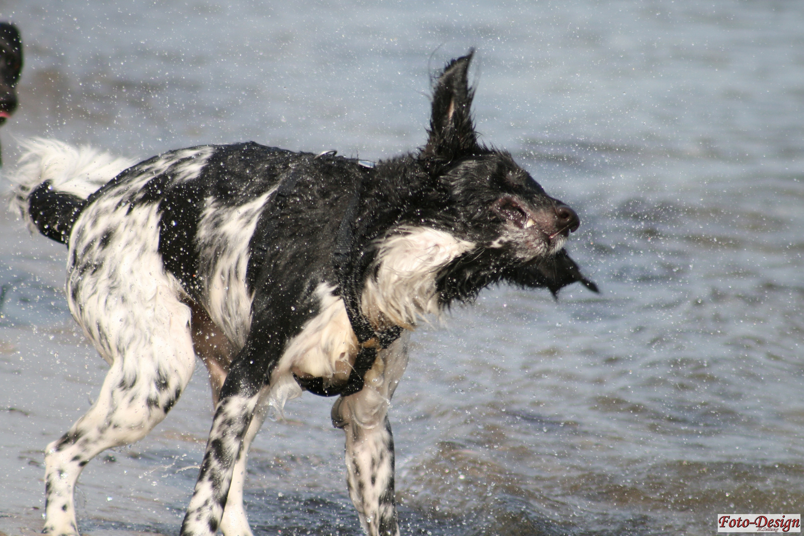 Wasserfreude