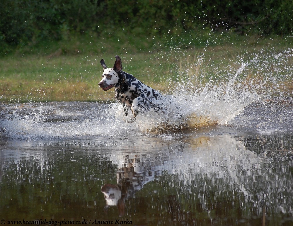 Wasserfreuden