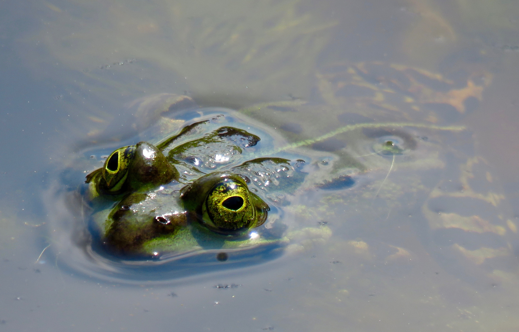 Wasserfreund