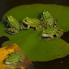 Wasserfrösche - Botanischer Garten Augsburg