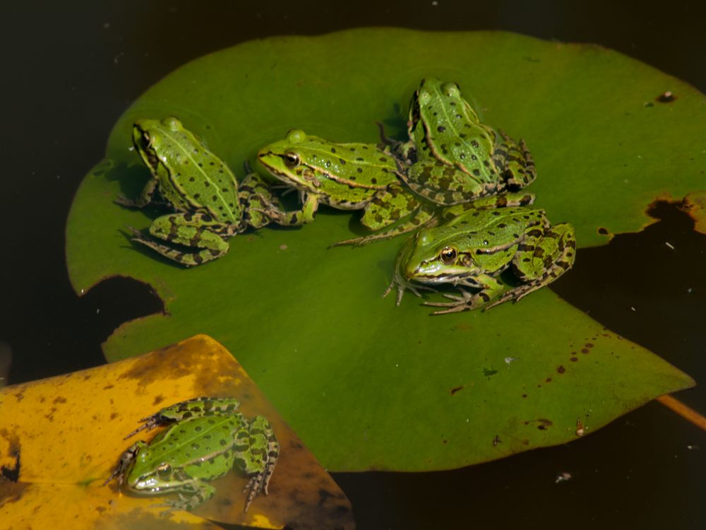 Wasserfrösche - Botanischer Garten Augsburg