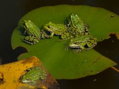 Wasserfrösche - Botanischer Garten Augsburg