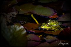 Wasserfrösche .... ein Leben zu Zweit