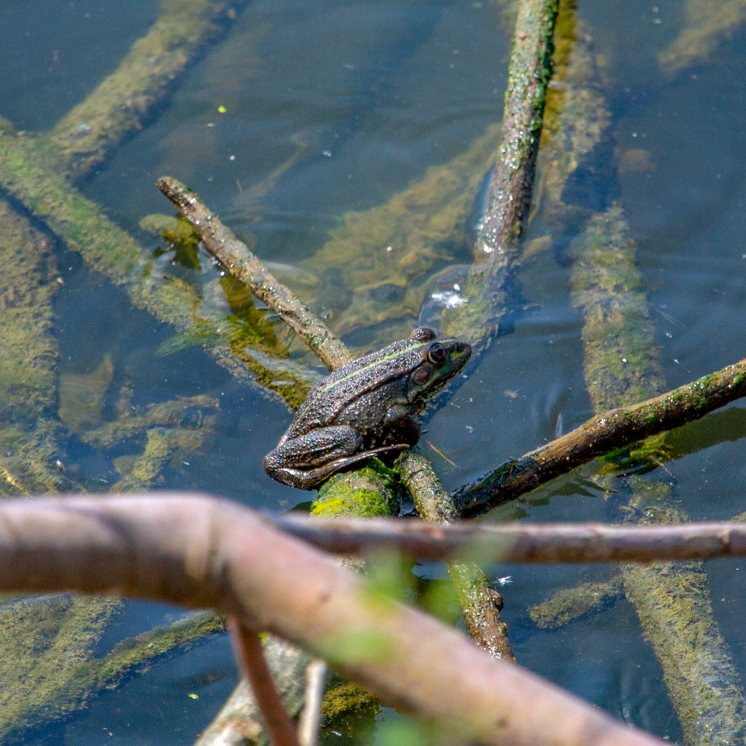 Wasserfrosch