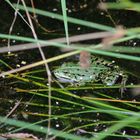 Wasserfrosch 01