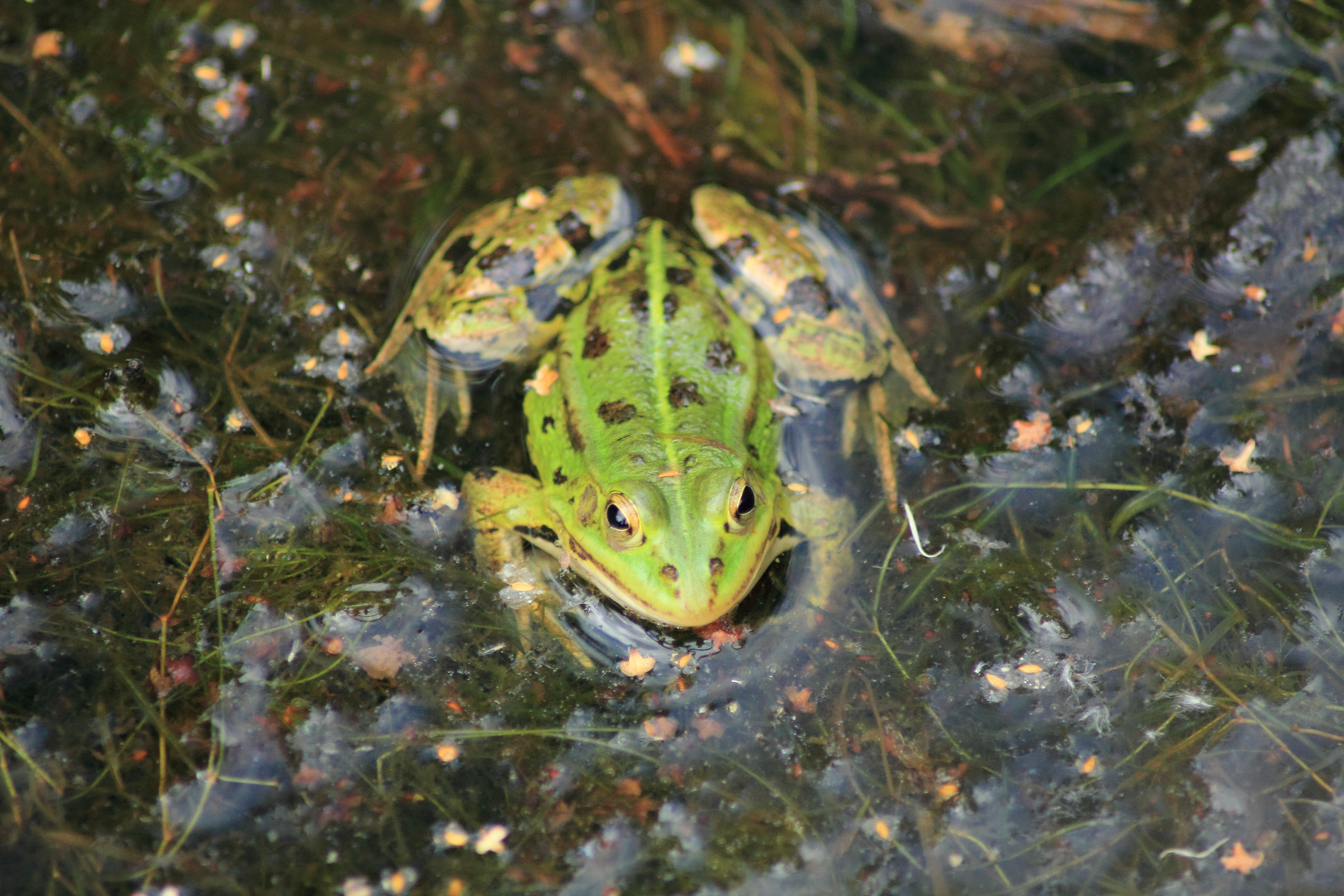 Wasserfrosch 02