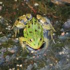 Wasserfrosch 02