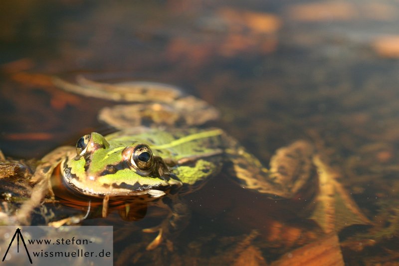 Wasserfrosch