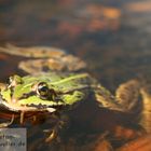 Wasserfrosch