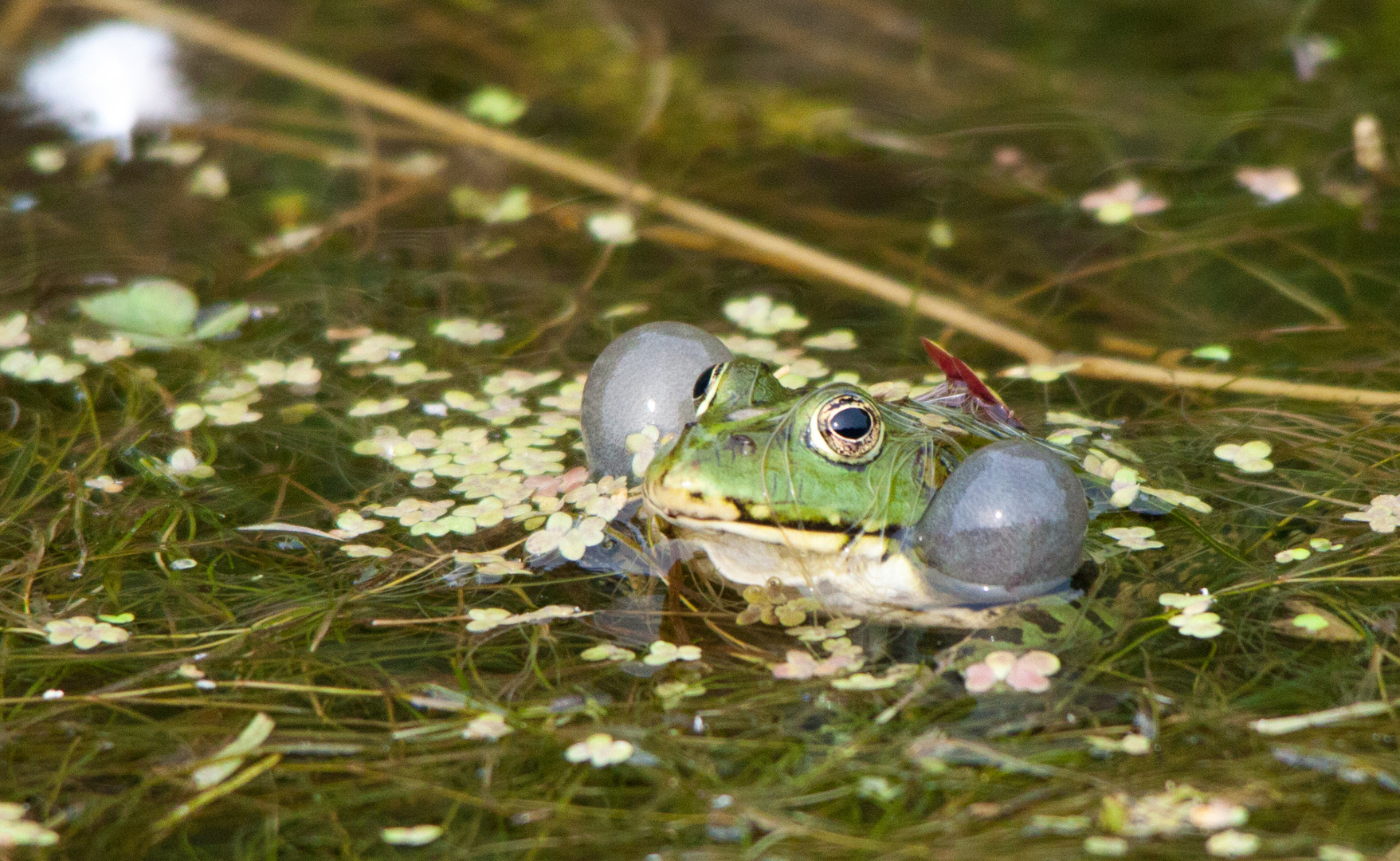 Wasserfrosch