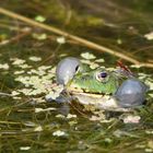 Wasserfrosch