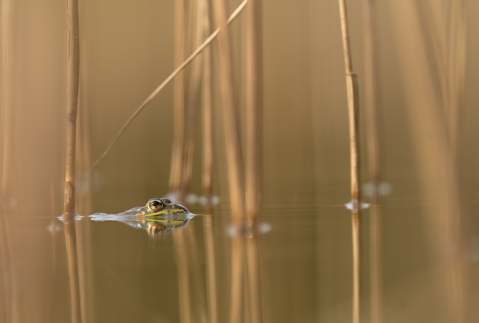 Wasserfrosch