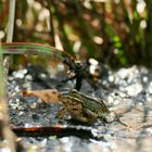 Wasserfrosch