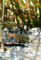 Wasserfrosch