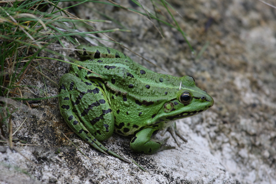 Wasserfrosch