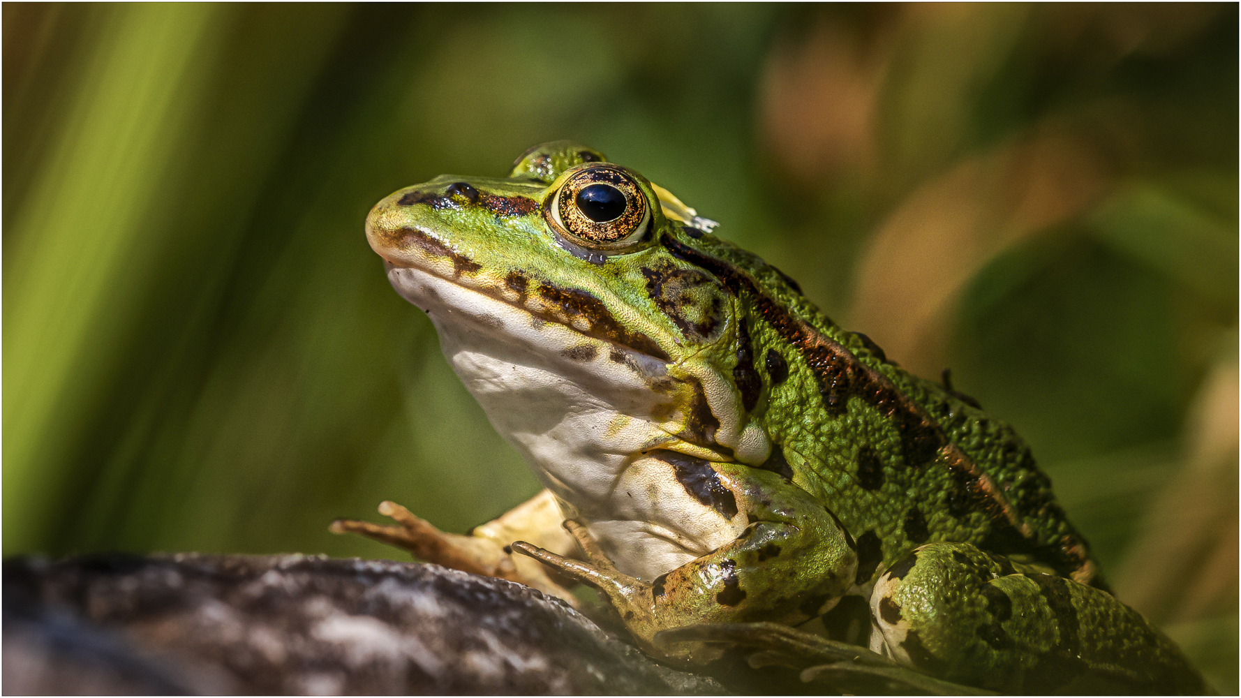 Wasserfrosch