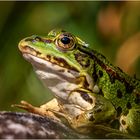 Wasserfrosch