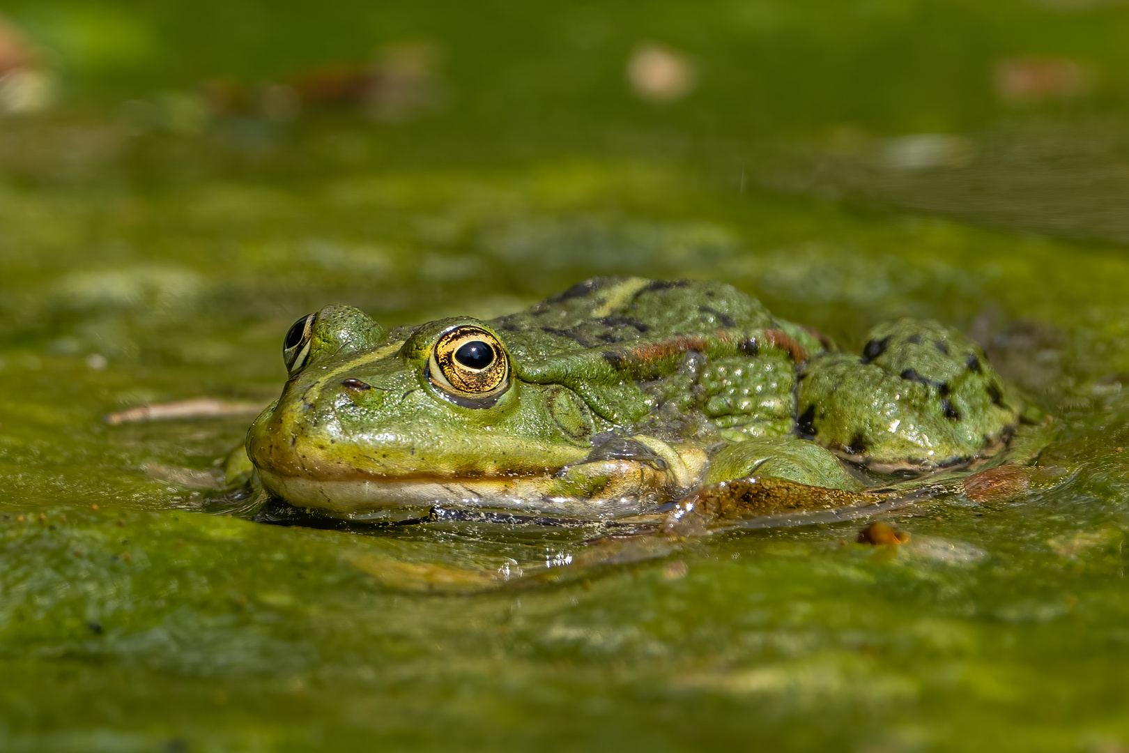 Wasserfrosch