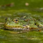 Wasserfrosch