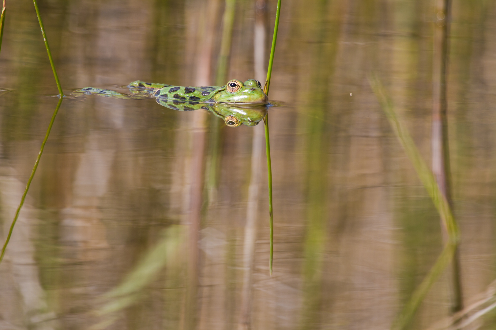 Wasserfrosch