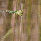 Wasserfrosch