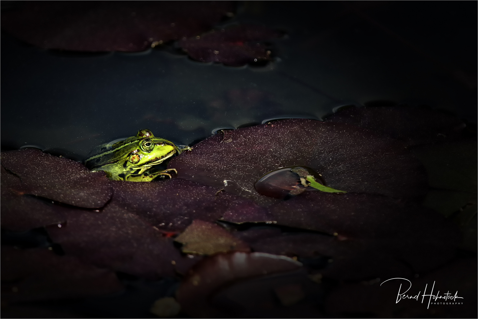 Wasserfrosch ....